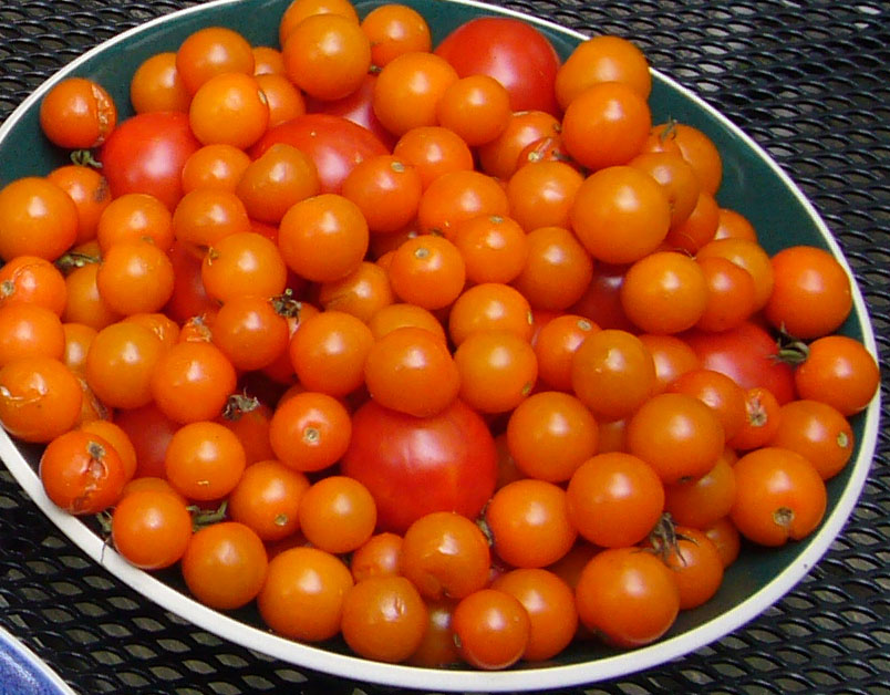 Kick-Ass Tomato Salad