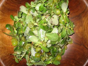 Grapepurslane