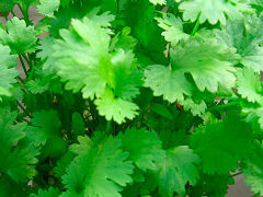 Cooking..._cilantro