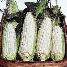 Silver_queen_corn_seed