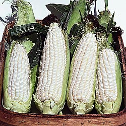 Old-fashioned Southern Creamed Corn