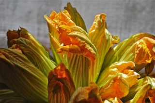 Fried Zucchini Blossoms