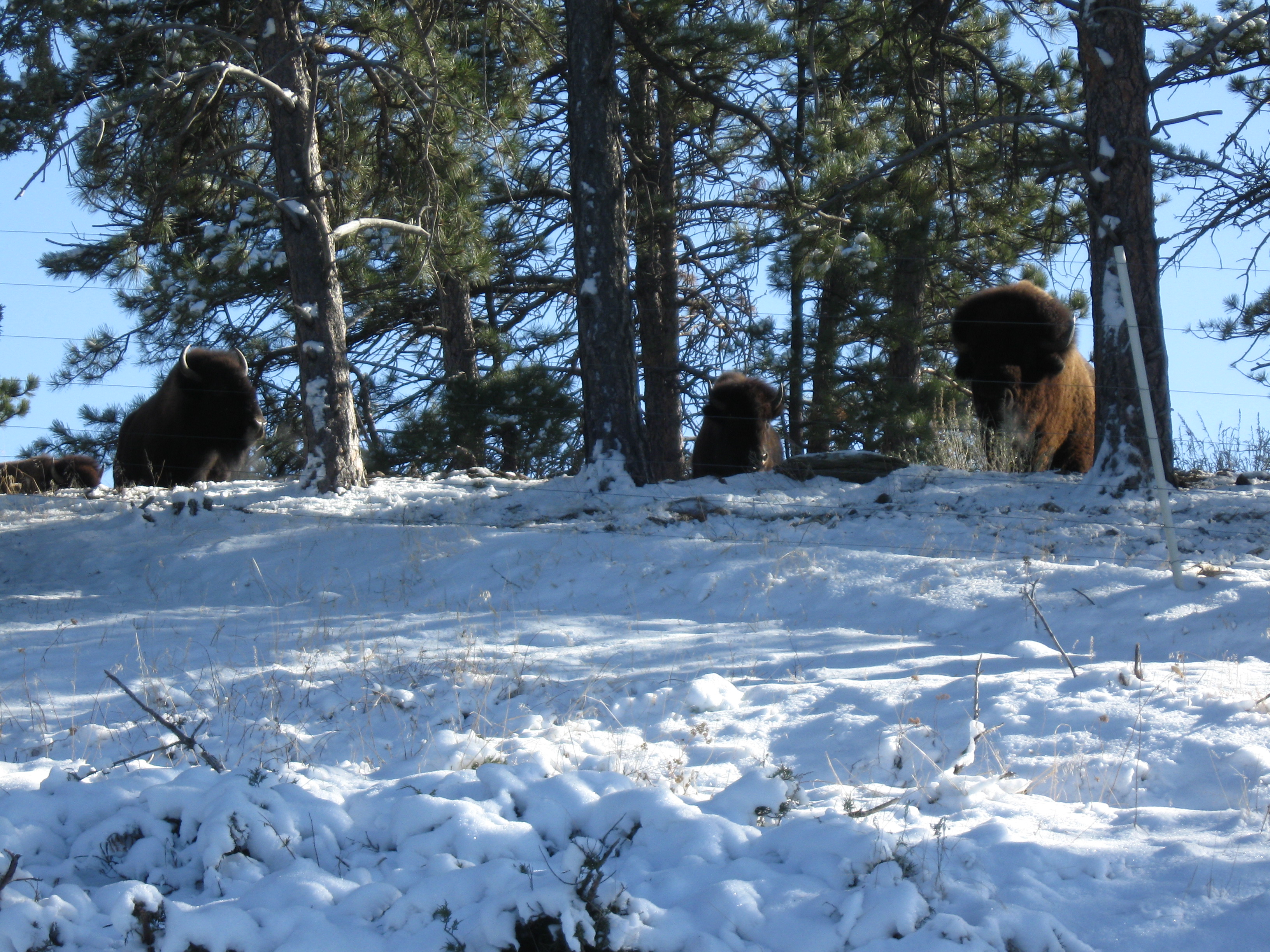 Bison Burgers on a Stick