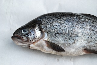 Whole Roasted Fish with Rosemary Potatoes 