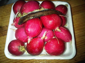 Roasted Radishes Bathed in Anchovy 