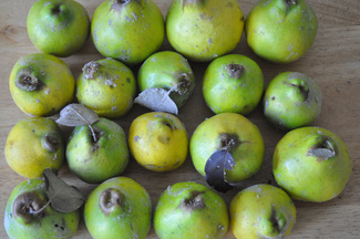 dulce de membrillo (quince paste)