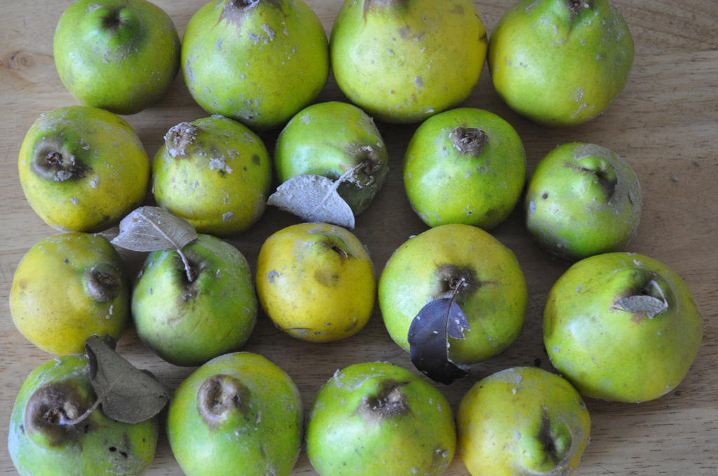 dulce de membrillo (quince paste)
