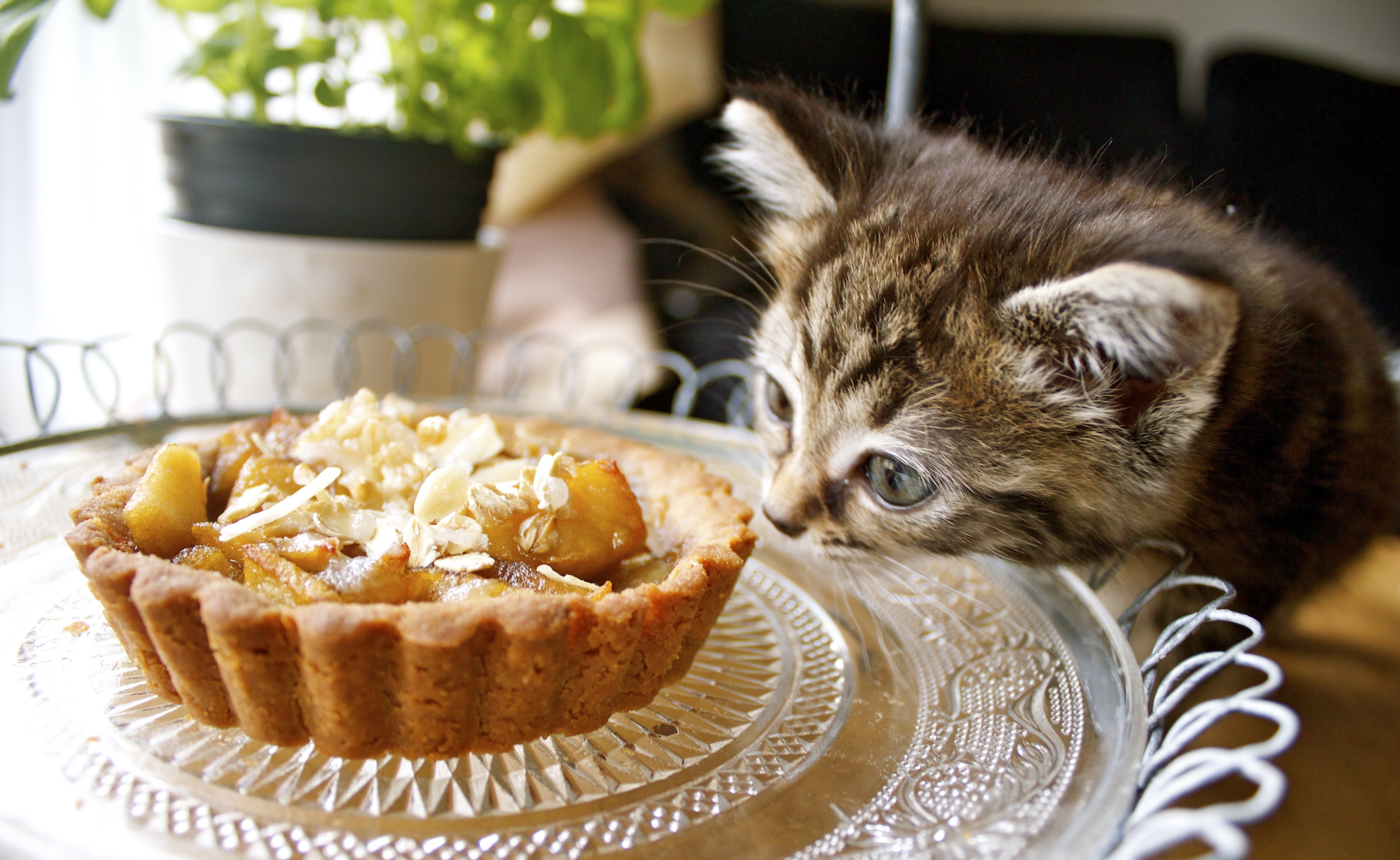 ‘In a sea of honey’ and apple tartlets with a olive oil and buckwheat crust 