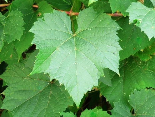 Rice, Raisins and Pine nuts Stuffed Grape leaves with Yogurt Sauce
