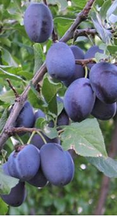 Sausage and Italian Prune Plums Braised in Wine with Polenta