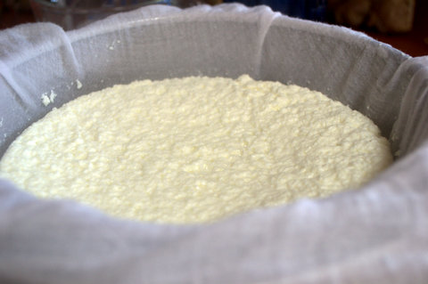 Homemade Paneer