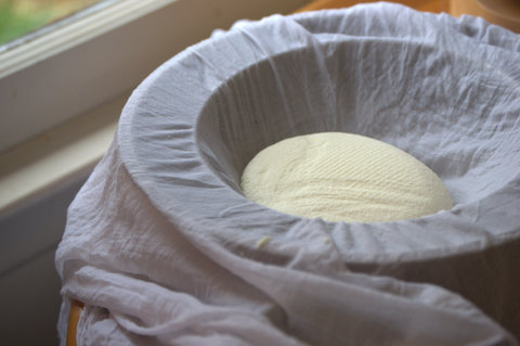 Homemade Paneer