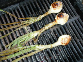 The Evasive Calçot and the Promiscuous Romesco