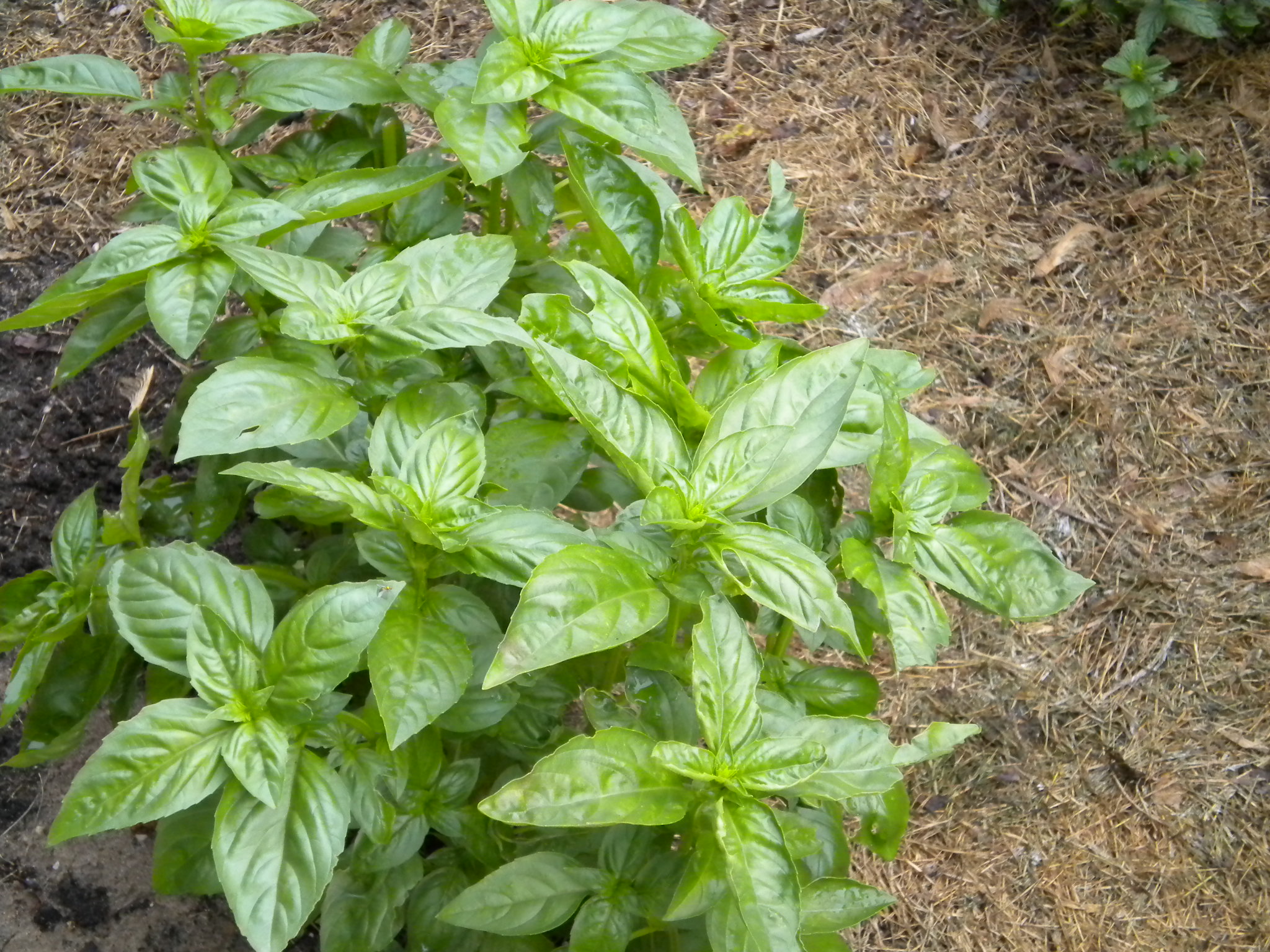 Basil Cubes