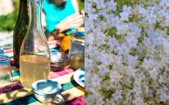 Elderflower Syrup & Cordial