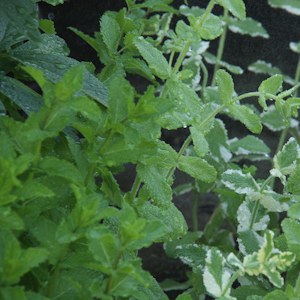 Green Gazpacho with Mint and Cilantro