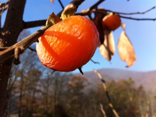 KYSO Persimmon Pudding (Knock Your Socks Off!)