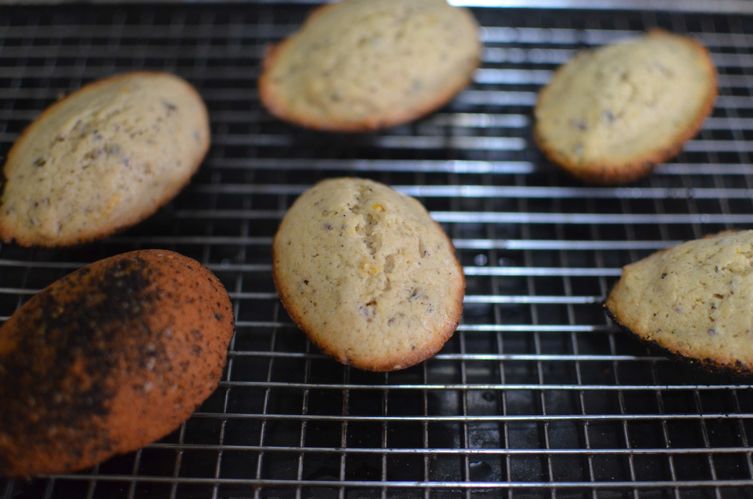 Pink Citrus Madeleines
