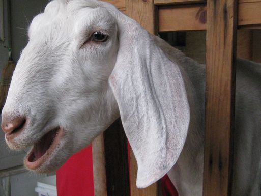 Lilygoat