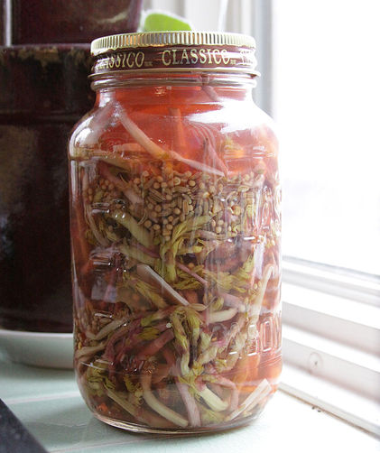Pickled Hop Shoots