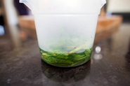Classic Mint Juleps