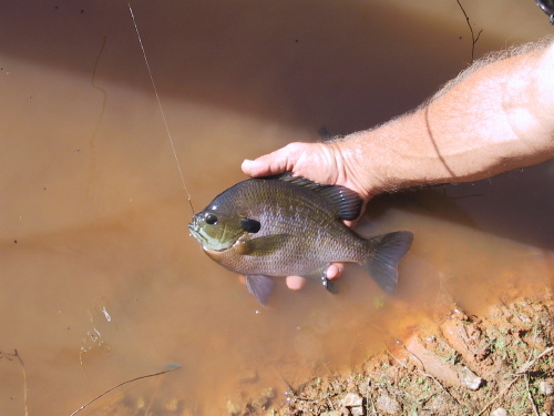 Bluegillhand