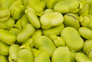 Kale and Fava Bean Pasta