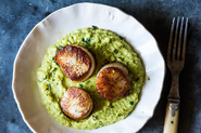 Seared Sea Scallops with Gingered Pea Purée and Cilantro Gremolata