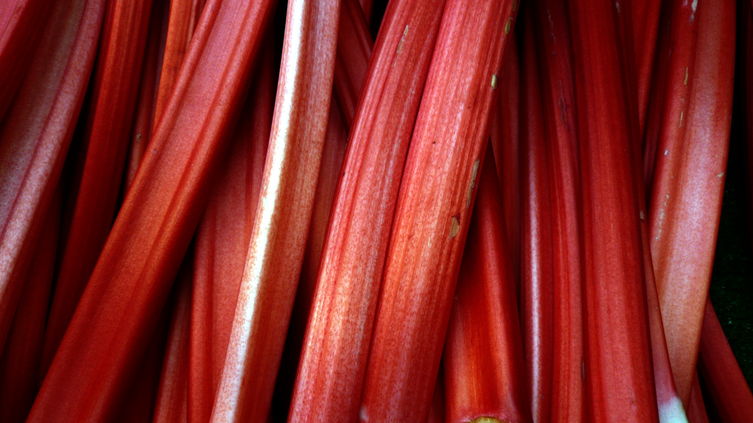 Rhubarb Lemonade