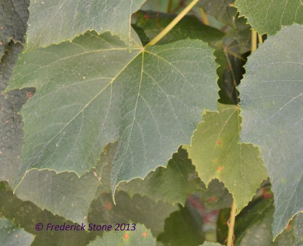Quinoa Stuffed Grape Leaves