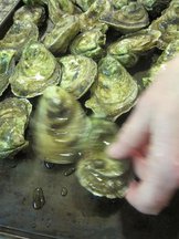 Oyster