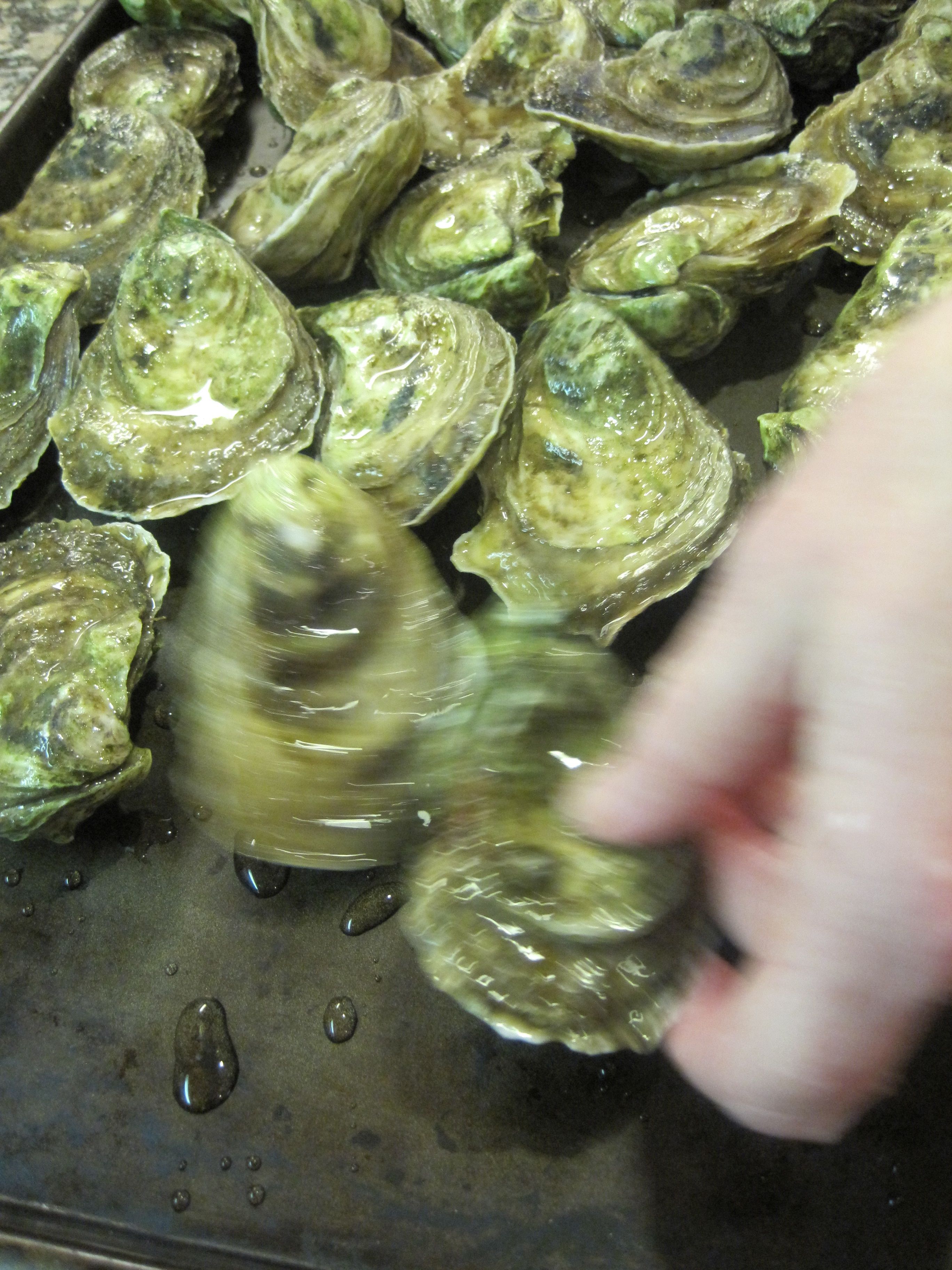 Grilled Oysters