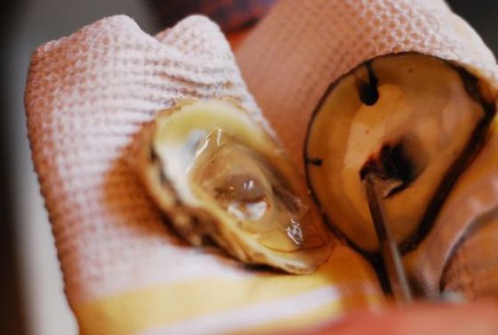 Our Shuck & Slurp method for eating Oysters
