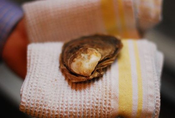 Our Shuck & Slurp method for eating Oysters