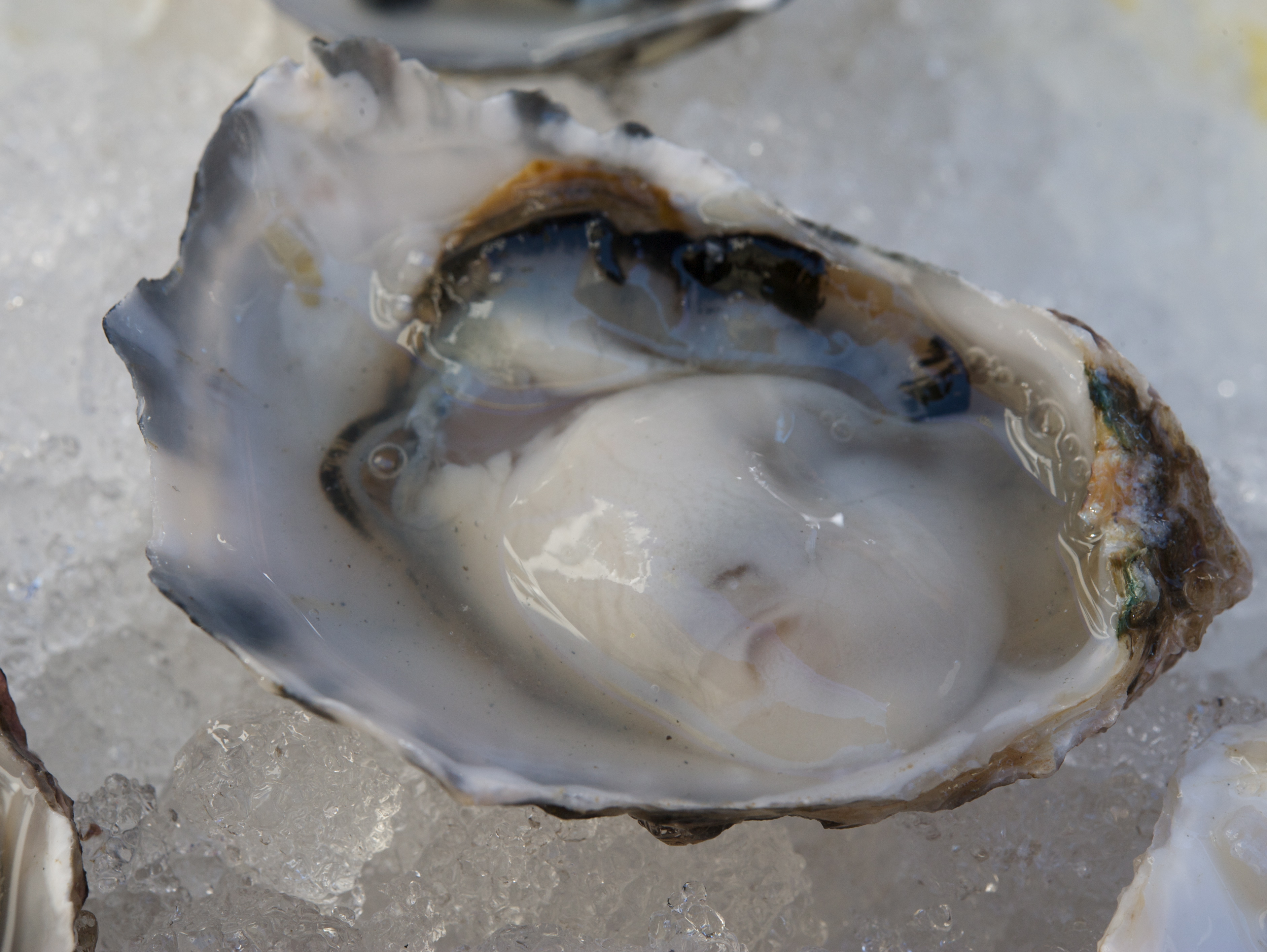 Oysters with Cucumber-Jalapeño Granita