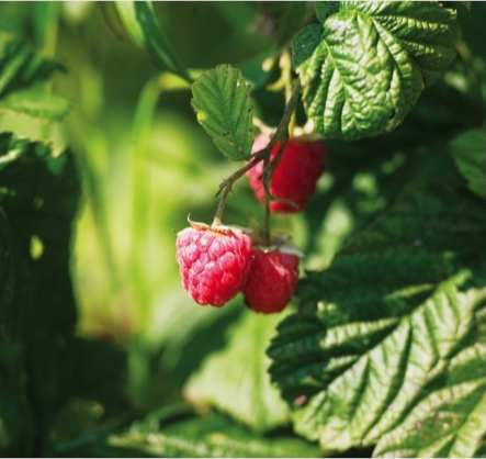 Cherry Hill Farm's Very Fruity Iced Tea