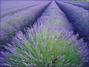 Lavender-row
