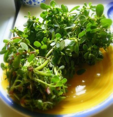Purslane Salad