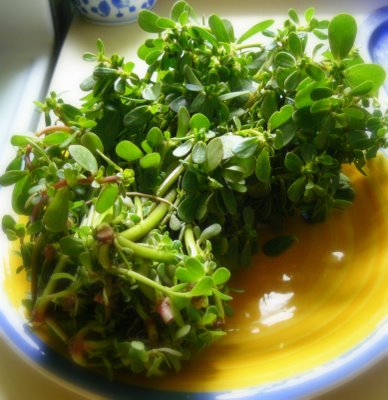Purslane Salad