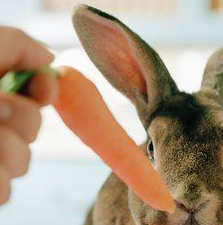 Rabbit