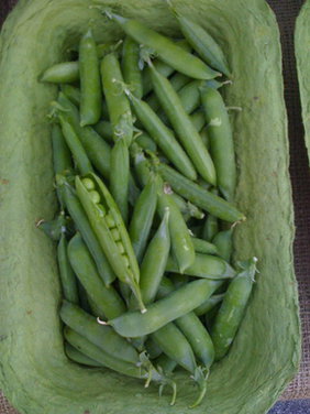Spring Green Pea Risotto with Lemon
