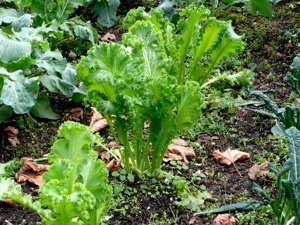 Mixed Greens ( With Collard Greens, Mustard Greens, Russian Red Kale, Chard Toscano) 