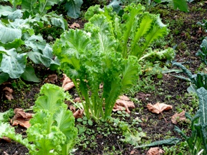 Mixed Greens ( With Collard Greens, Mustard Greens, Russian Red Kale, Chard Toscano) 