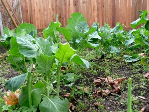 Mixed Greens ( With Collard Greens, Mustard Greens, Russian Red Kale, Chard Toscano) 