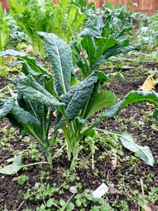 Mixed Greens ( With Collard Greens, Mustard Greens, Russian Red Kale, Chard Toscano) 