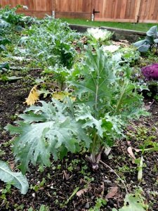 Mixed Greens ( With Collard Greens, Mustard Greens, Russian Red Kale, Chard Toscano) 