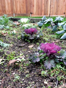 Mixed Greens ( With Collard Greens, Mustard Greens, Russian Red Kale, Chard Toscano) 