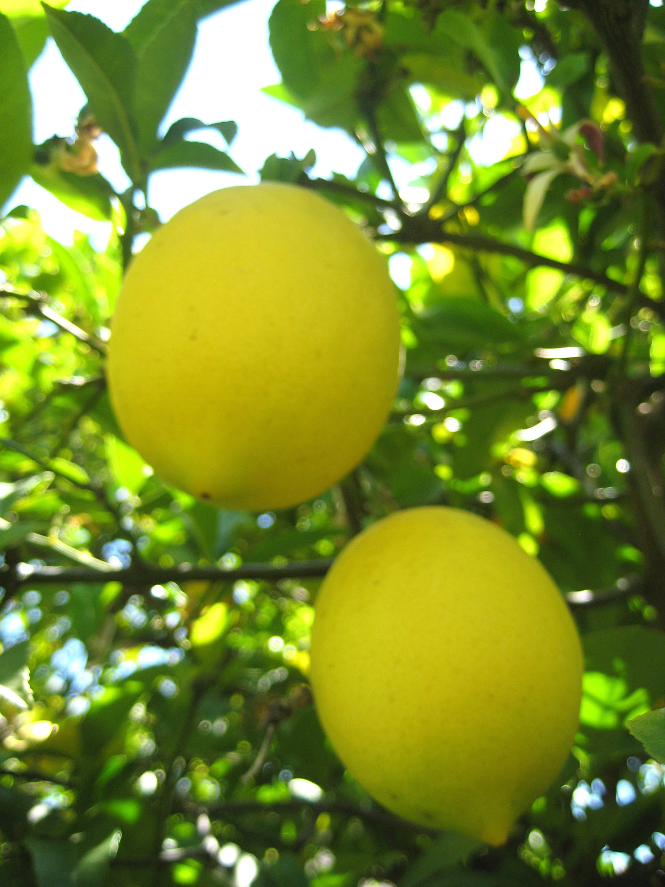 Meyer Lemon Shandy