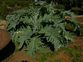 Ramp-ed up Cardoons
