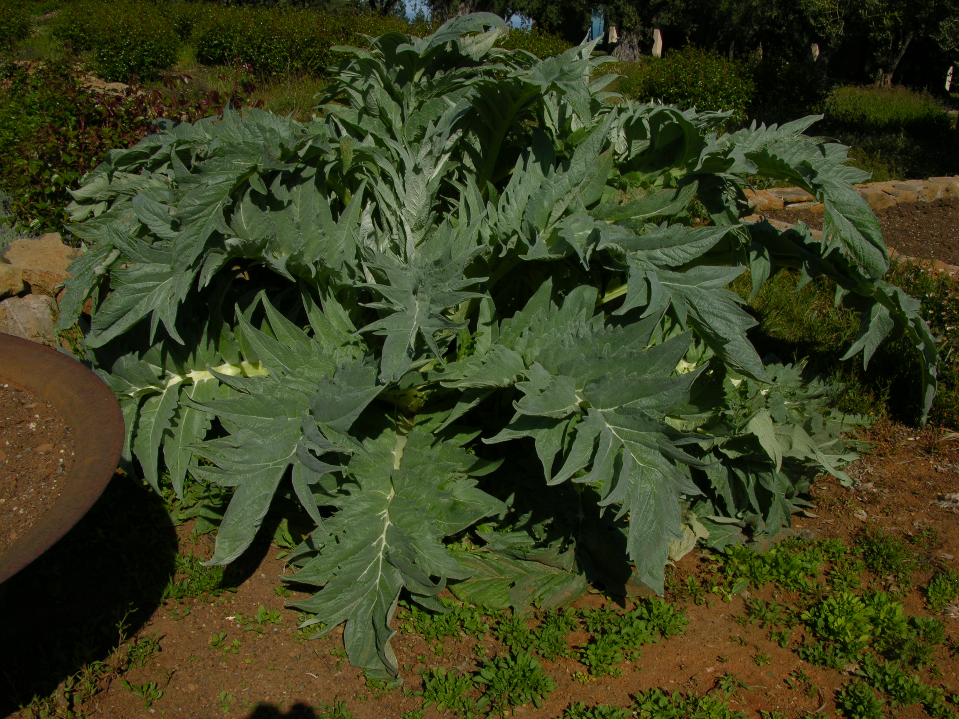Ramp-ed up Cardoons